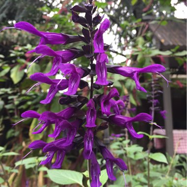 Salvia 'Amistad'