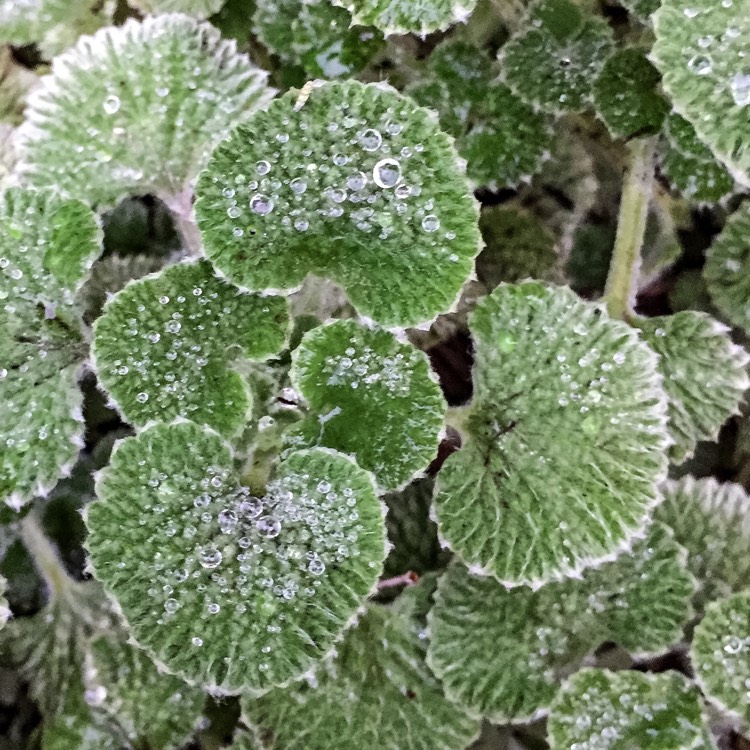 plant image 255363