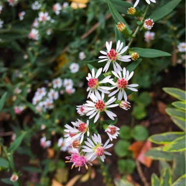 Aster lateriflorus 'Horizontalis'