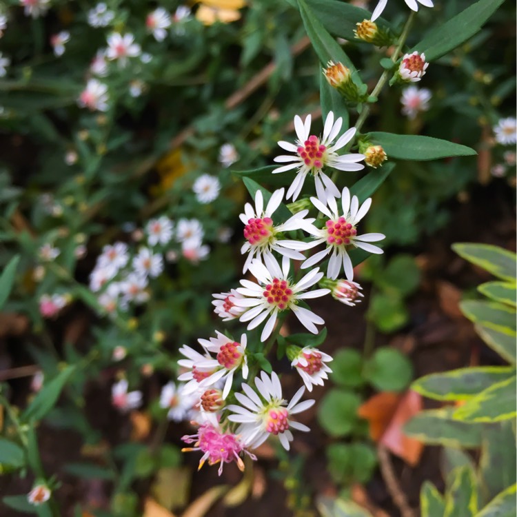 plant image 255381