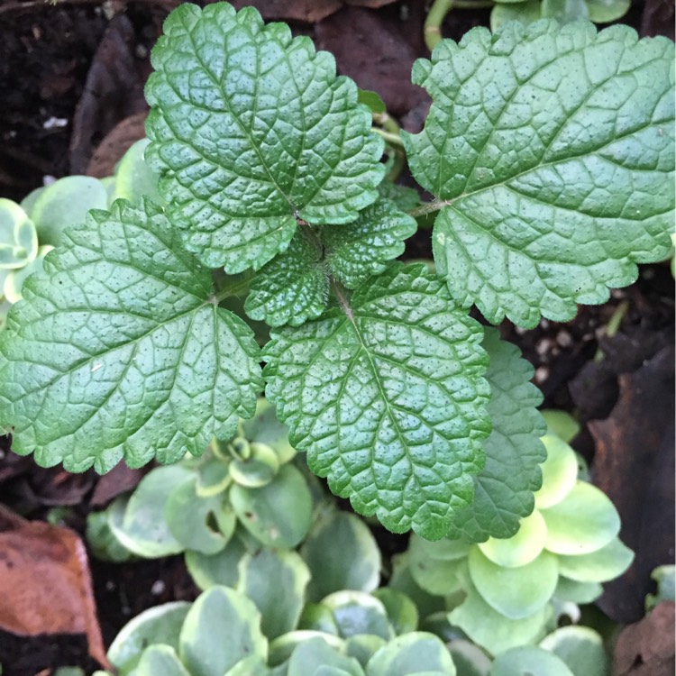 Plant image Melissa officinalis