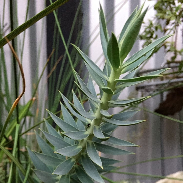 plant image 255990