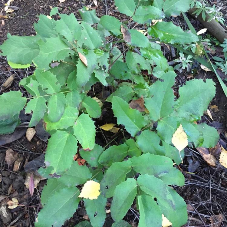 Plant image Mahonia repens
