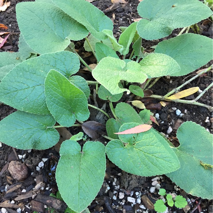 Plant image Phlomis russeliana