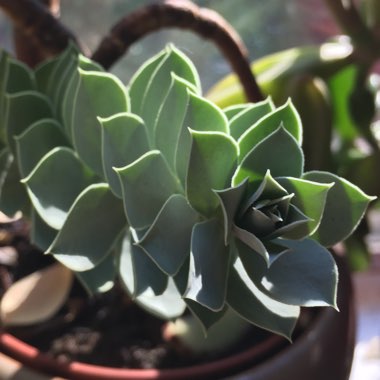 Euphorbia myrsinites