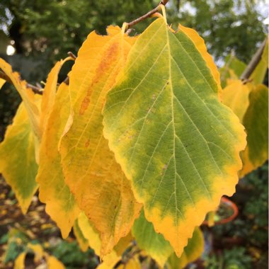 Hamamelis mollis
