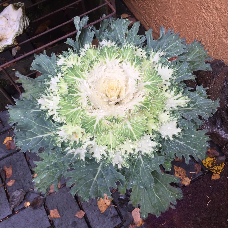 plant image 265791