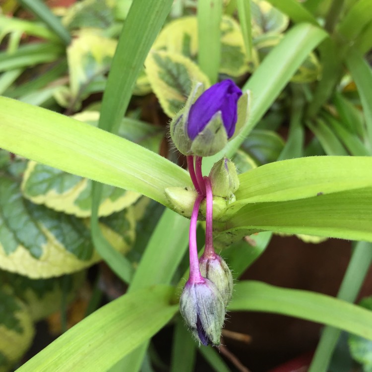 plant image 265847