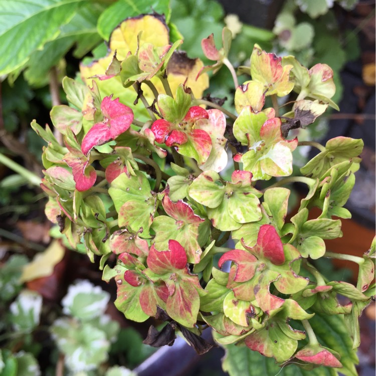 plant image 266438