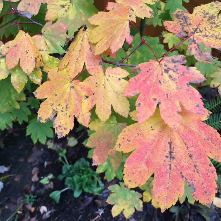 plant image 271468