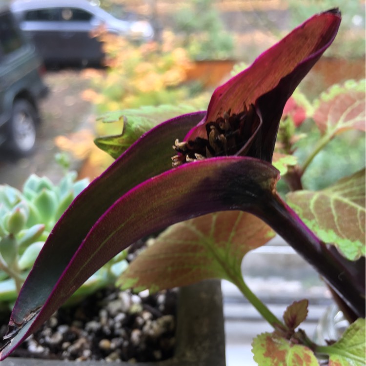 plant image 274025 plant image 274025