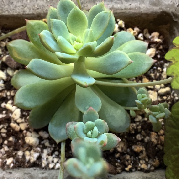 plant image 274058