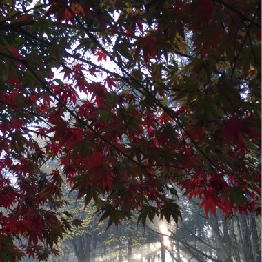 Acer palmatum