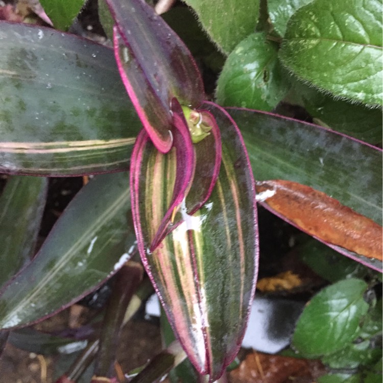 plant image 276554 plant image 276554