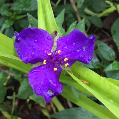 Tradescantia (Andersoniana Group) 'Sweet Kate'