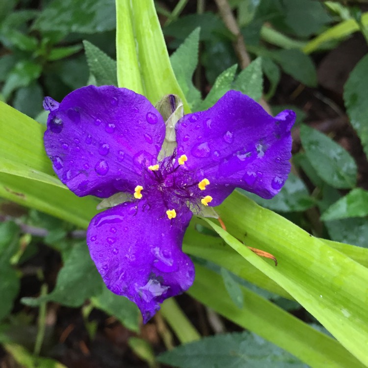 plant image 277666