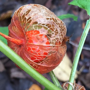 Physalis