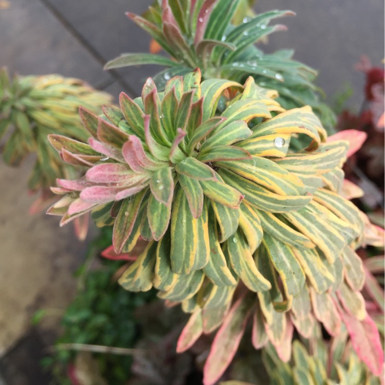 plant image 280764