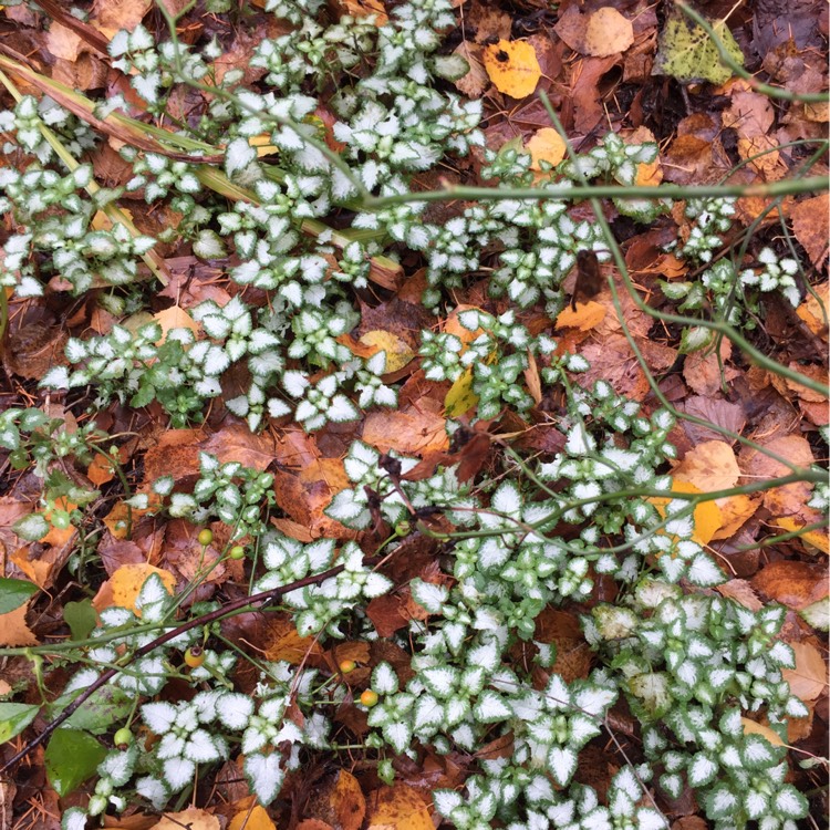 Plant image Lamium 'Maculatum' Beacon Silver'