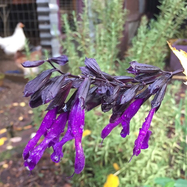 plant image 280777