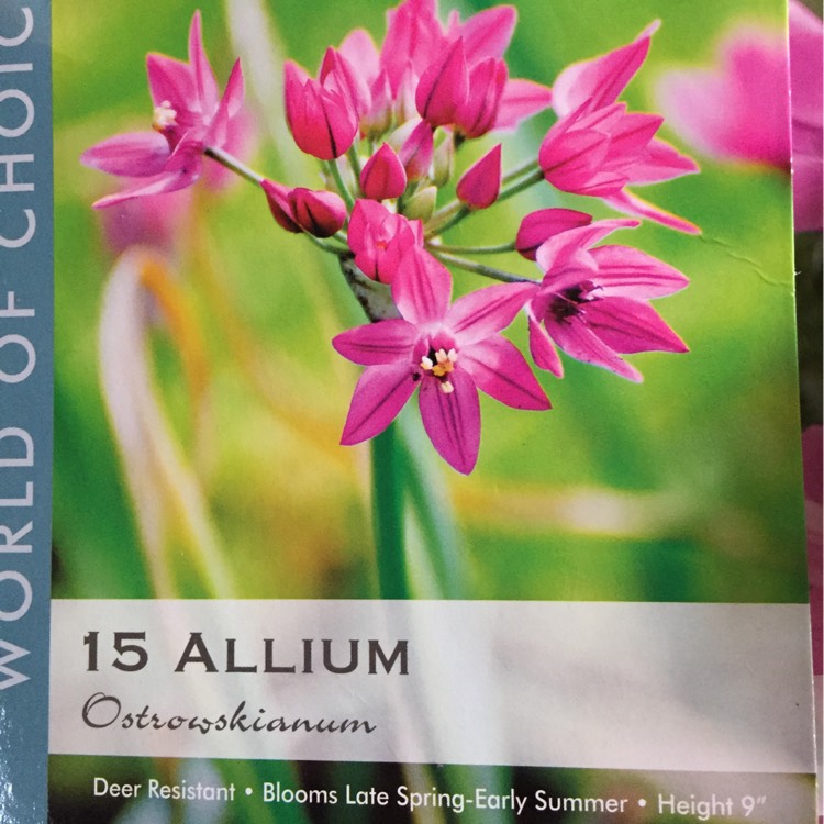Plant image Allium oreophilum syn. Allium ostrowskianum