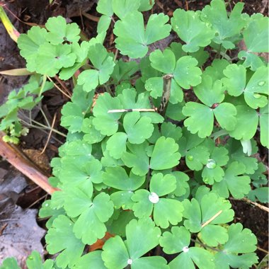 Aquilegia formosa