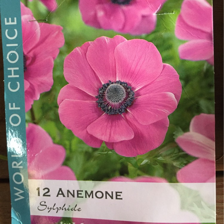 plant image 281893