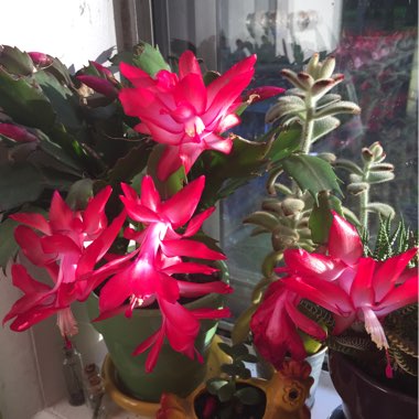 Schlumbergera truncata