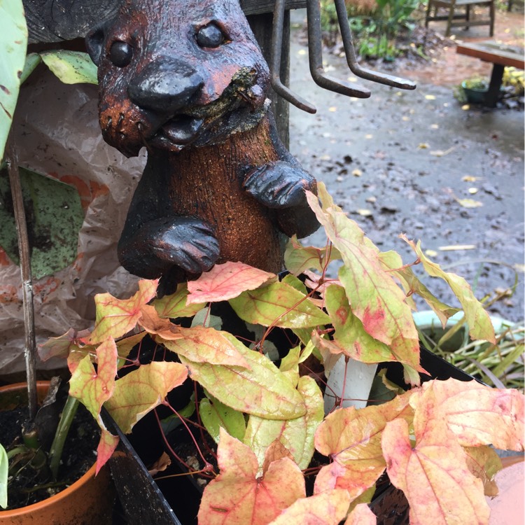 plant image 283807
