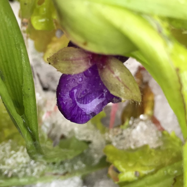 plant image 287575