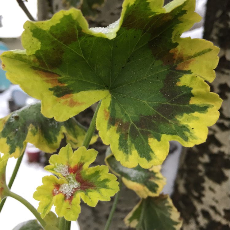 Plant image Pelargonium 'Mrs Pollock'