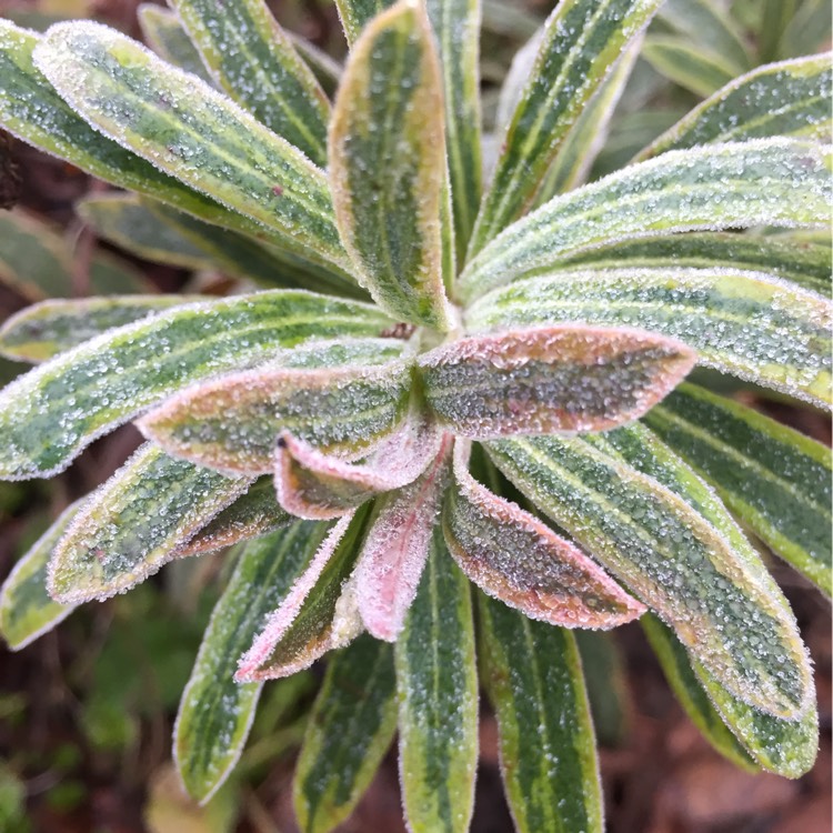 plant image 291465
