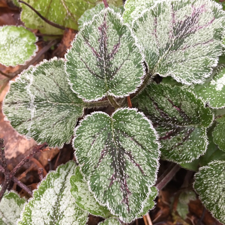 plant image 291553