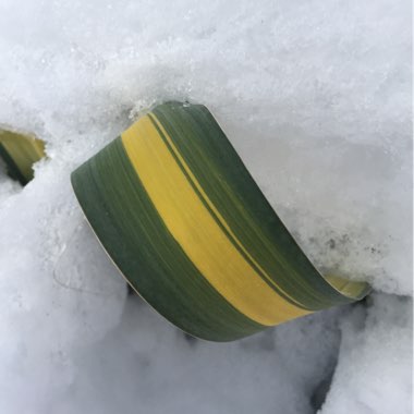 Yucca filamentosa 'Color Guard'