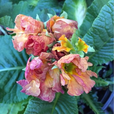 Primula acaulis
