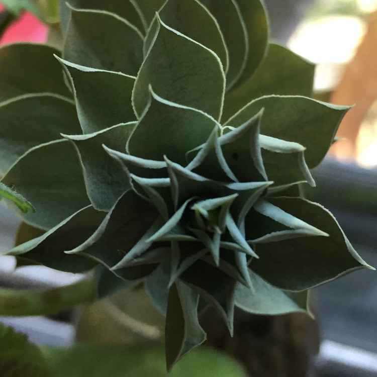 Plant image Euphorbia rigida