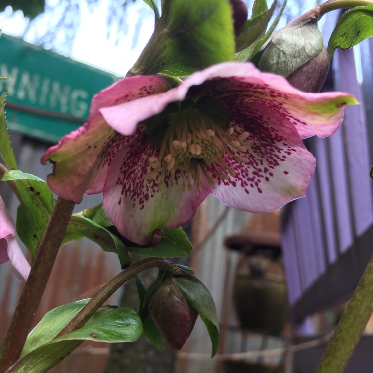 plant image 330094