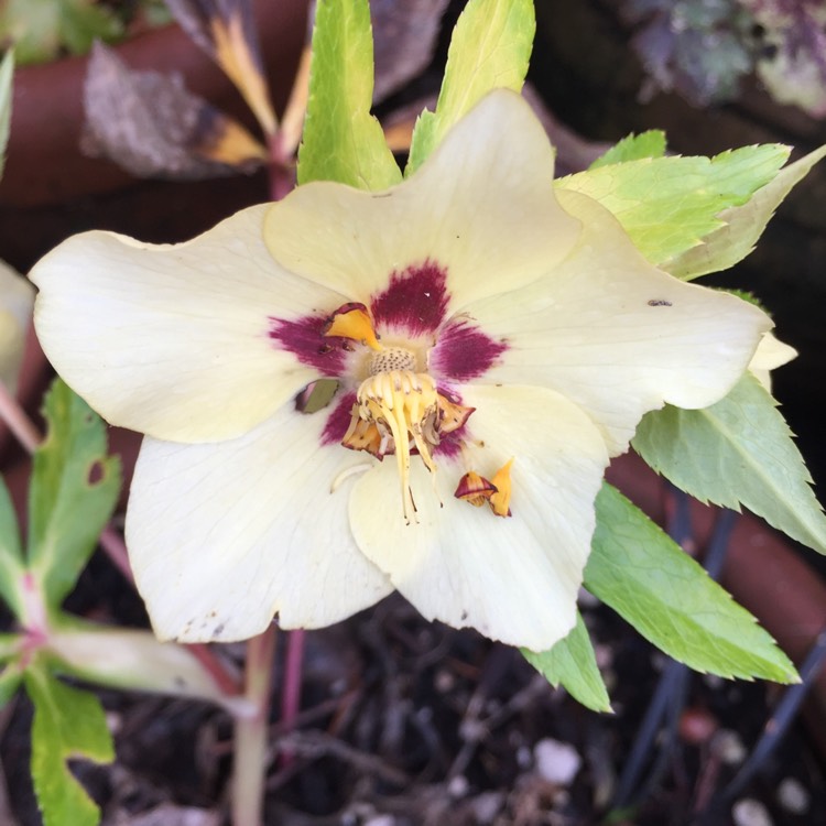 plant image 330096