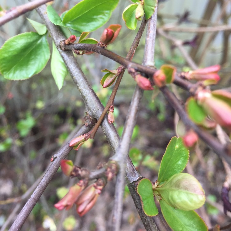 plant image 330114