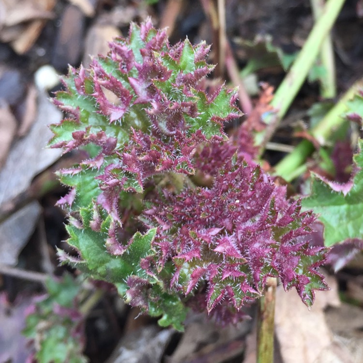 plant image 330135