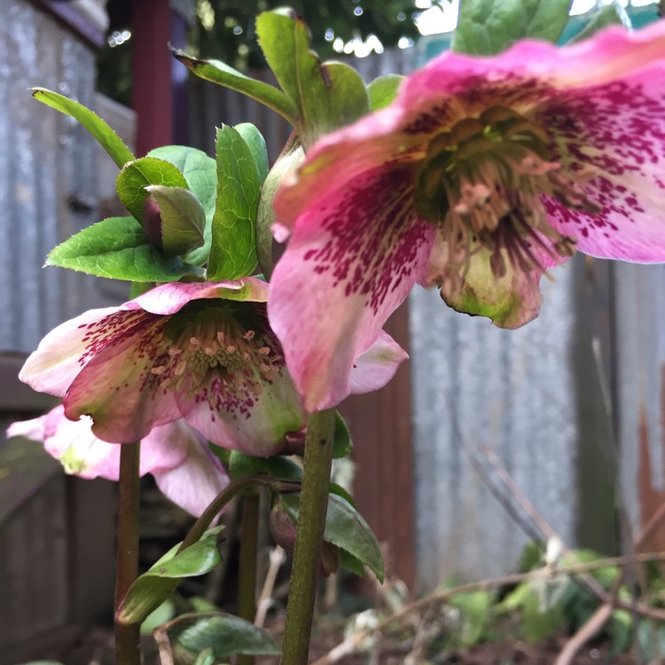 plant image 330143