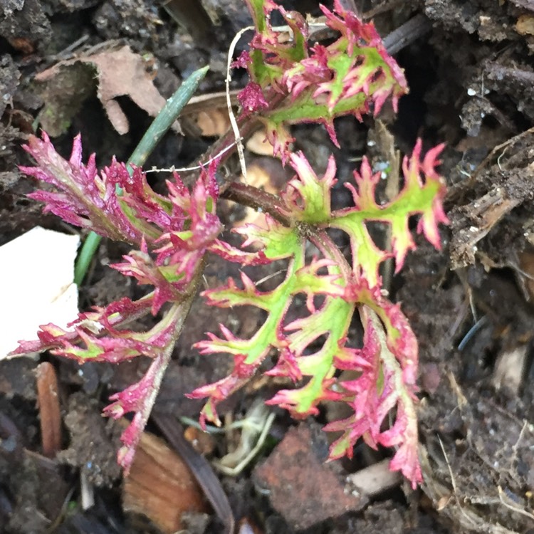 plant image 330147