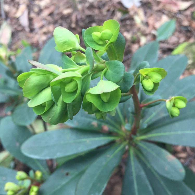 Plant image Euphorbia x martini 'Waleutiny' syn. Euphorbia x martini 'Tiny Tim'
