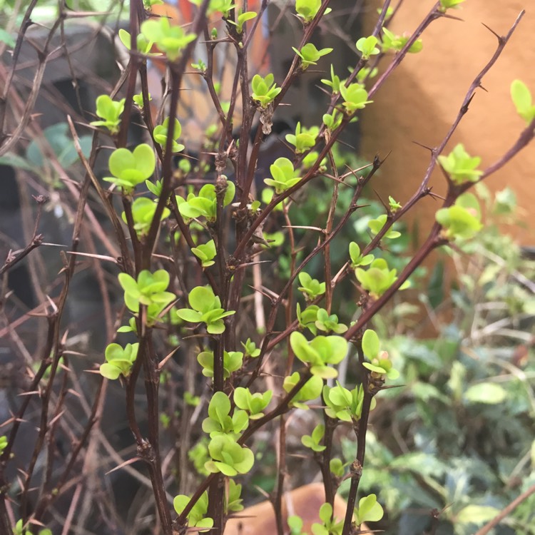 Plant image Berberis Thunbergii 'Orange Rocket' syn. Berberis thunbergii 'Painter's Palette'