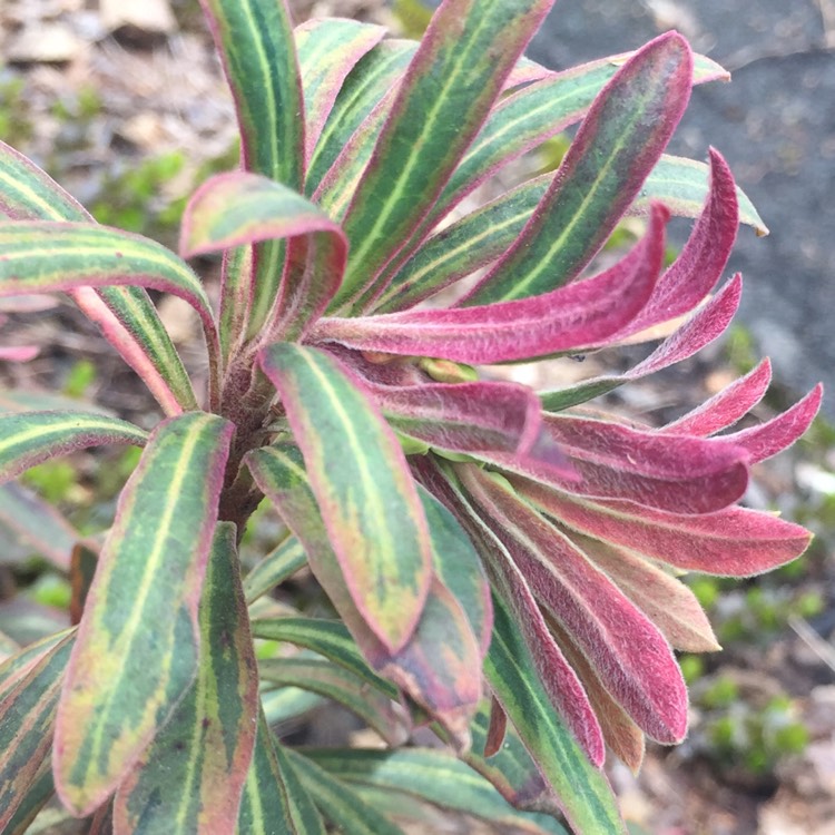 Plant image Euphorbia x martini 'Ascot Rainbow'