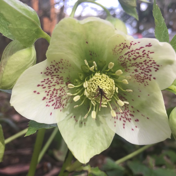Plant image Helleborus x hybridus 'White Lady Spotted' (Lady Series)