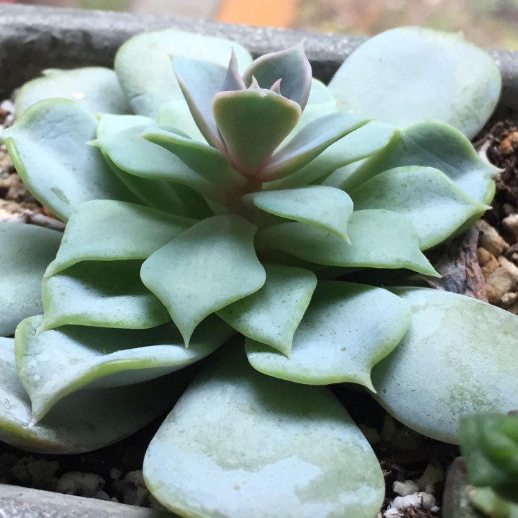 plant image 330770