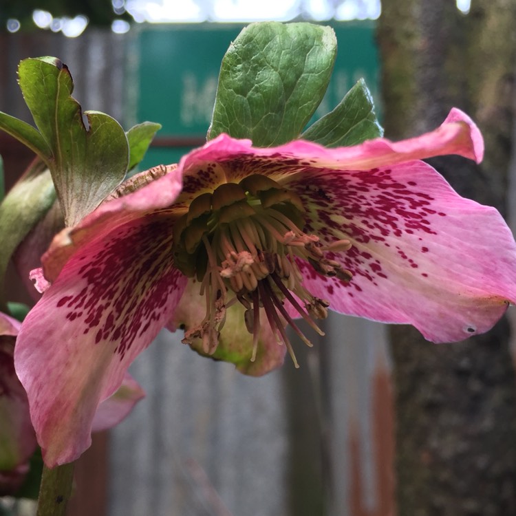 plant image 330807