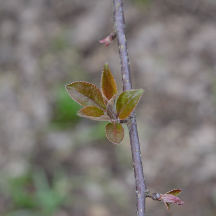 Plant image Malus x floribunda