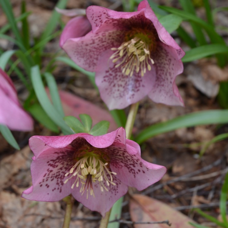 plant image 341997
